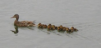 A family of ducks on the Allegheny River